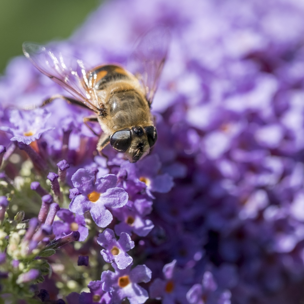 Пчела сидит на цветах сирени