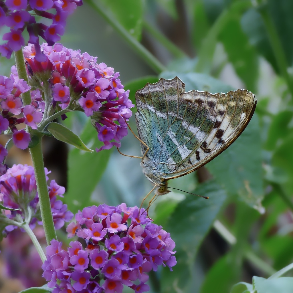 Бабочка сидит на мелких сиреневых цветах