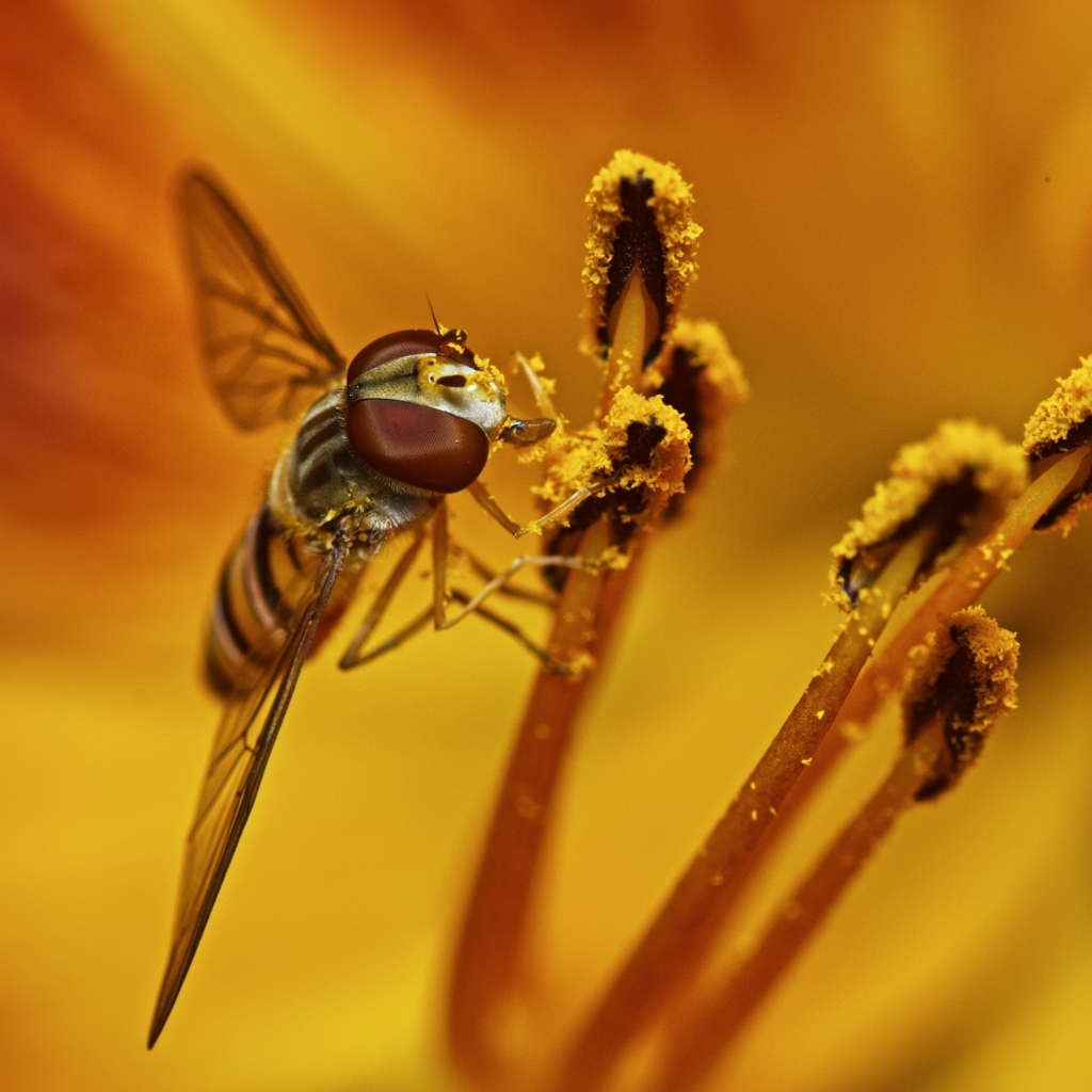 Муха сидит на цветке лилии