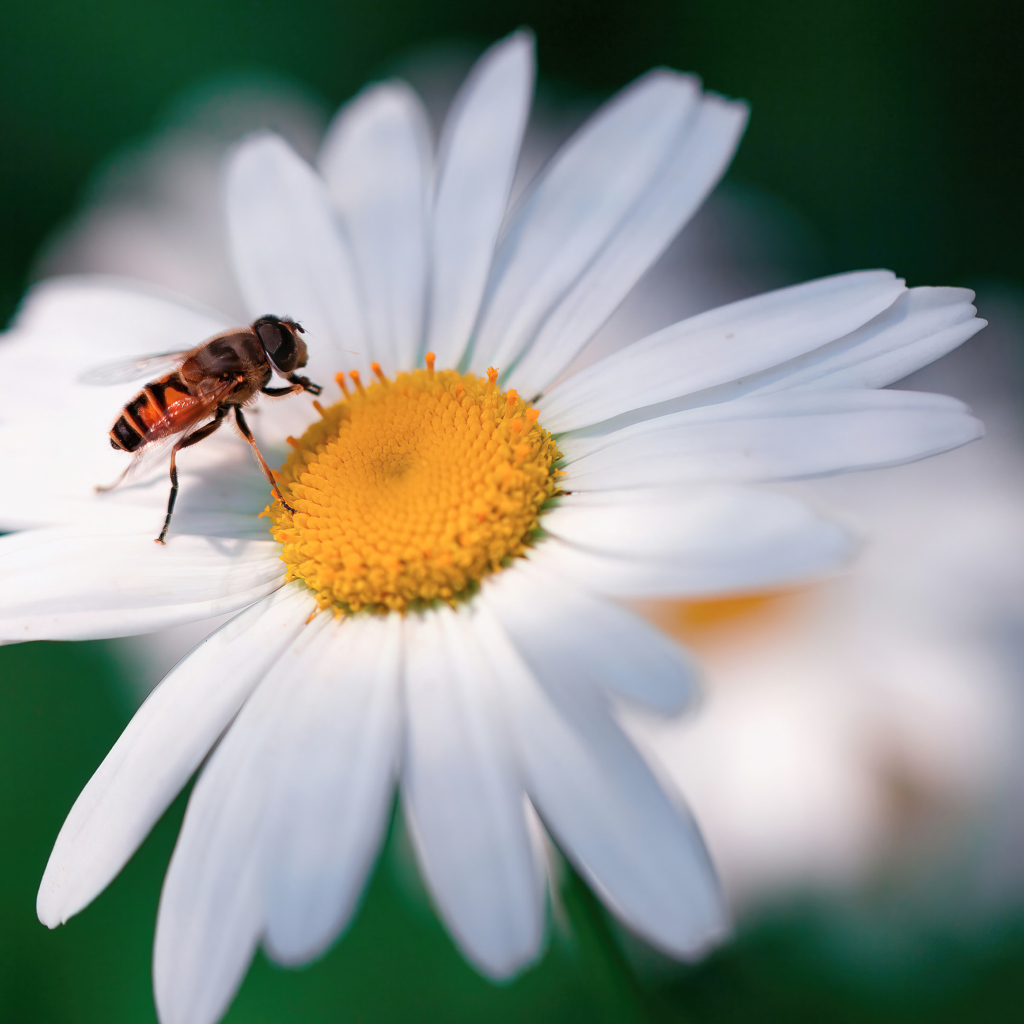 Муха сидит на белом цветке ромашки