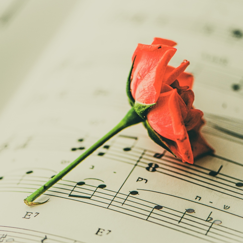 Сорванный цветок розы на нотной тетради
