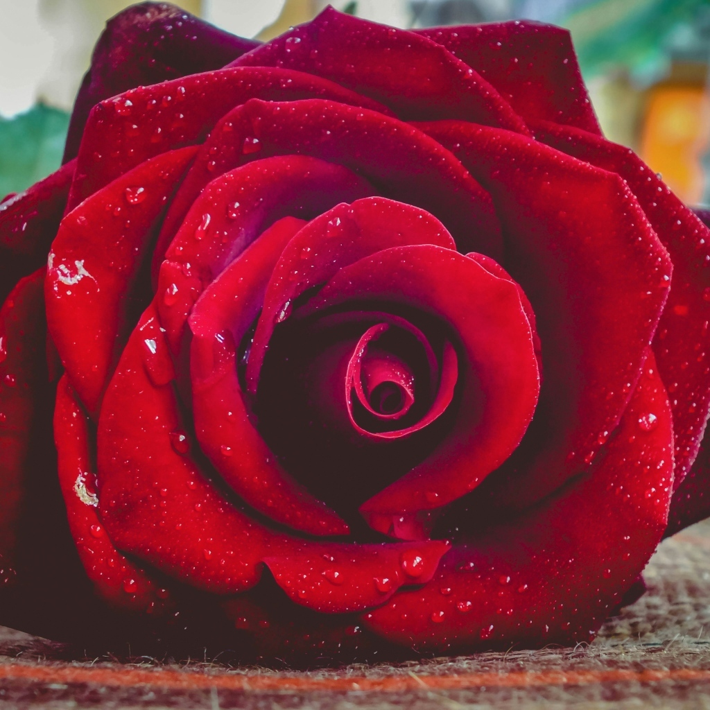 Красная роза в каплях росы лежит на полу