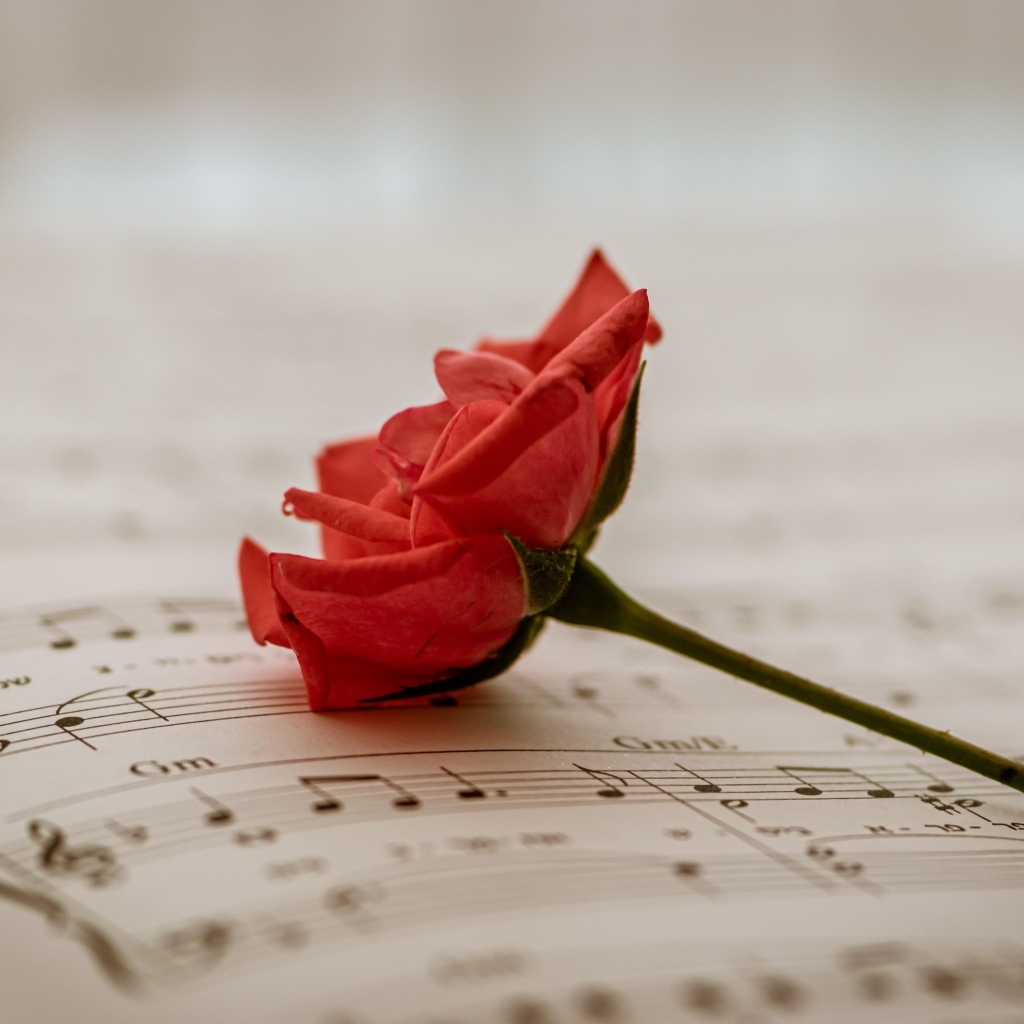 Красная роза лежит на нотной тетради