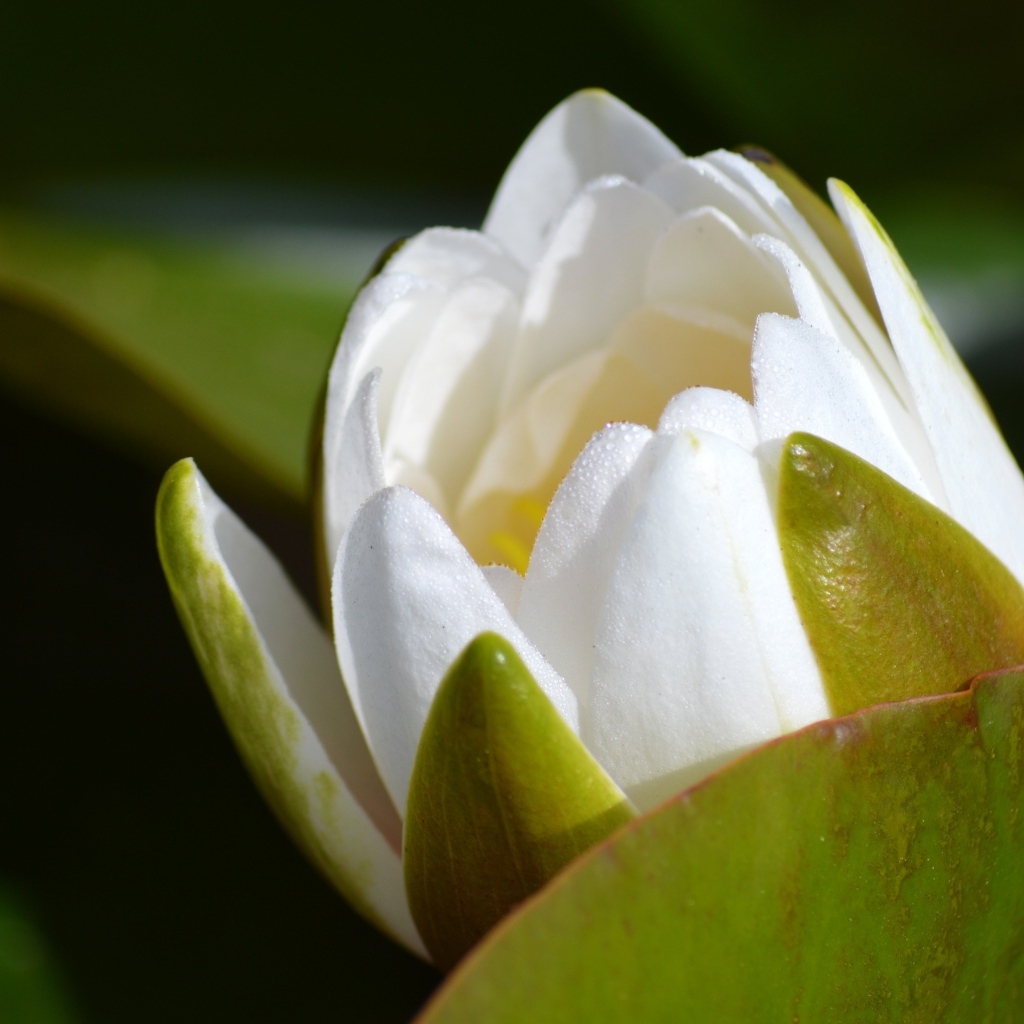 Белый бутон лотоса распускается в пруду