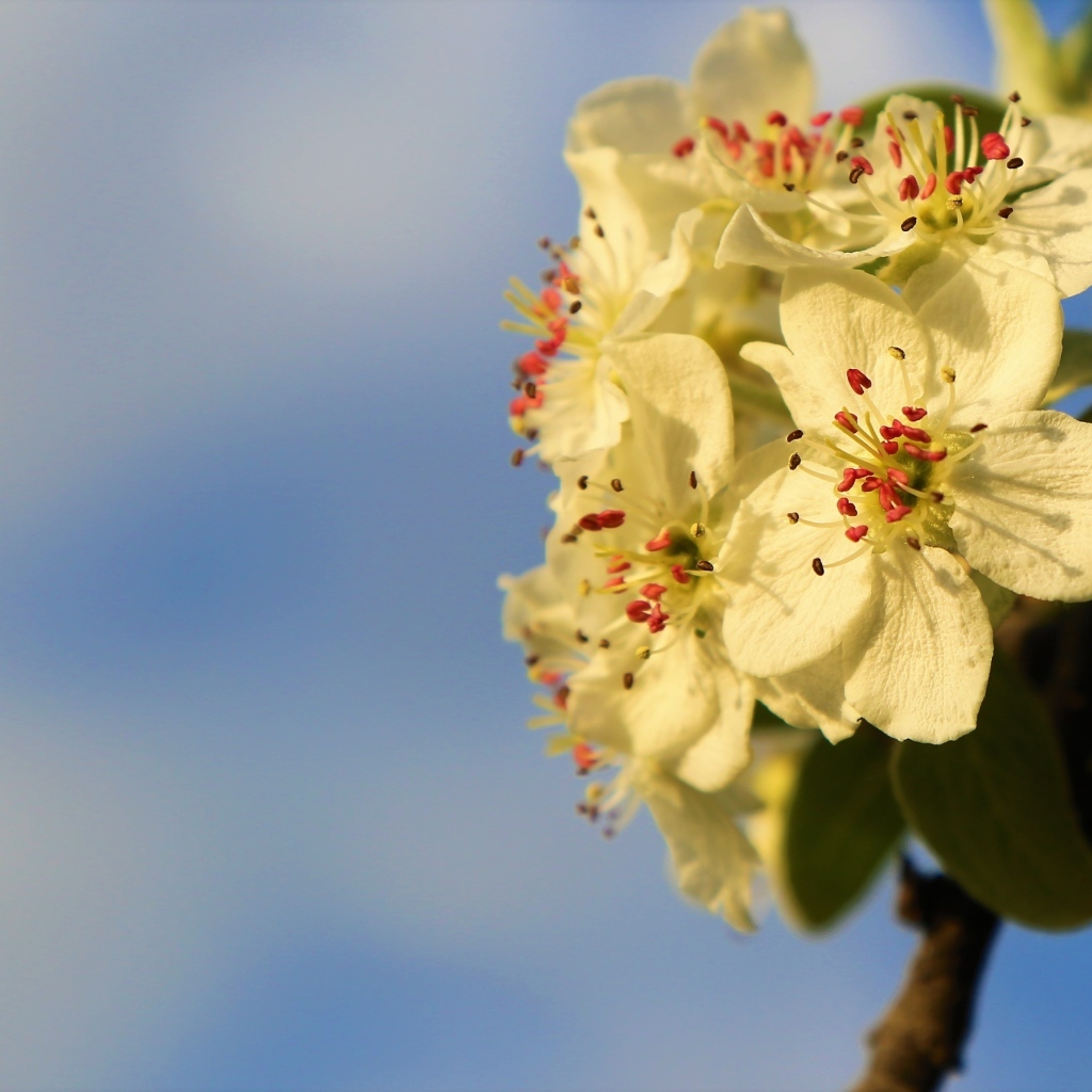 Ветка яблони с белыми цветами крупным планом
