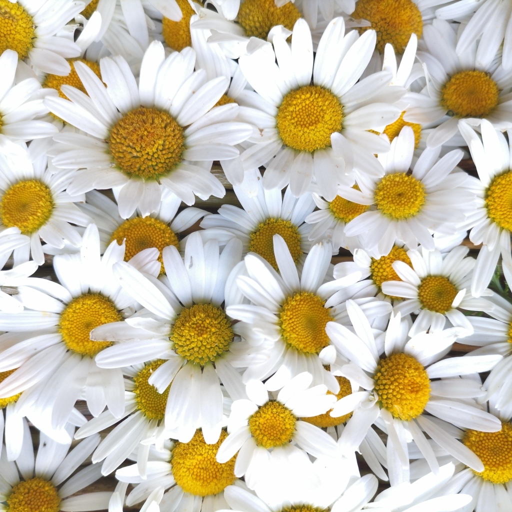 Красивый фон из белых ромашек с желтой серединкой