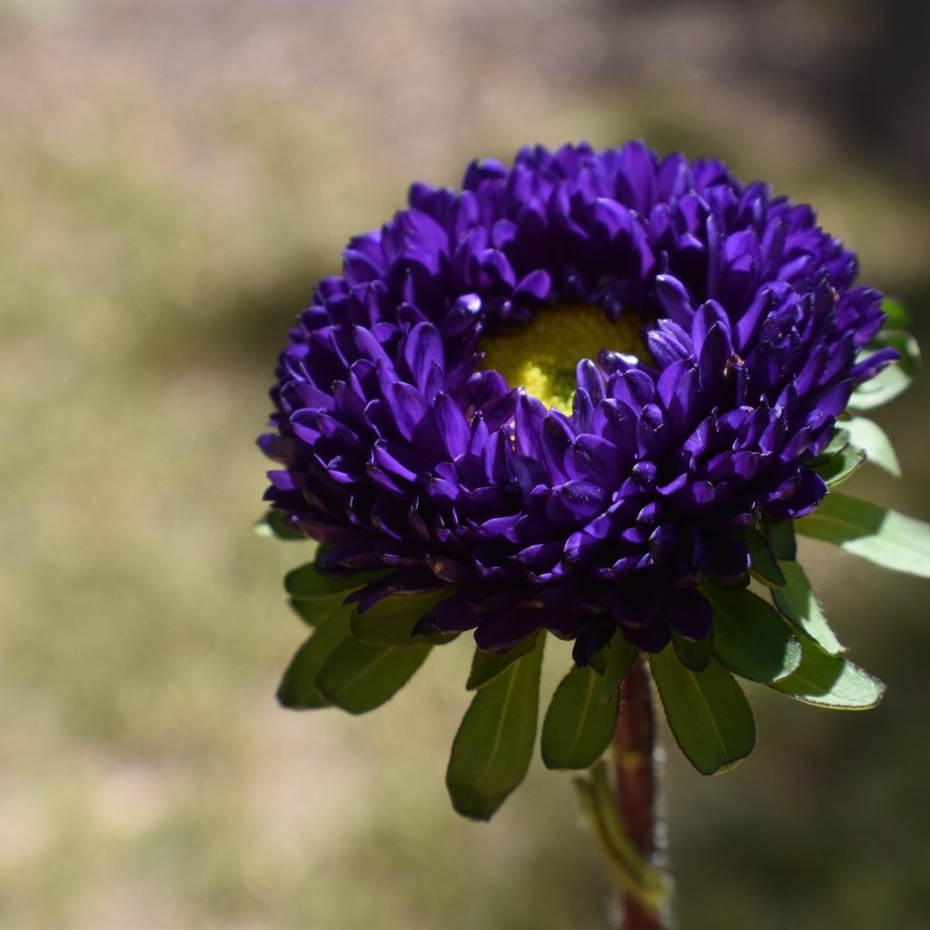 Красивая синяя астра крупным планом