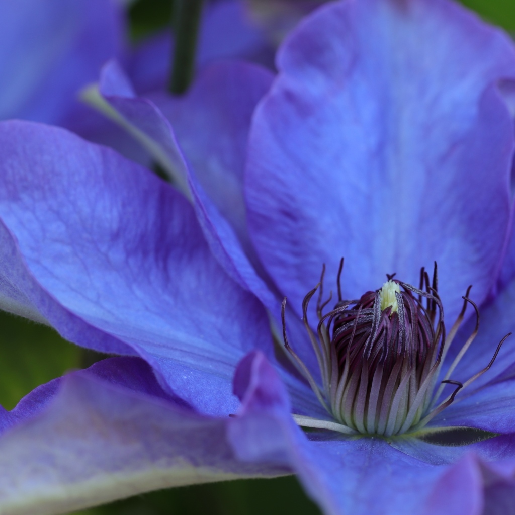 Красивый цветок синего клематиса крупным планом
