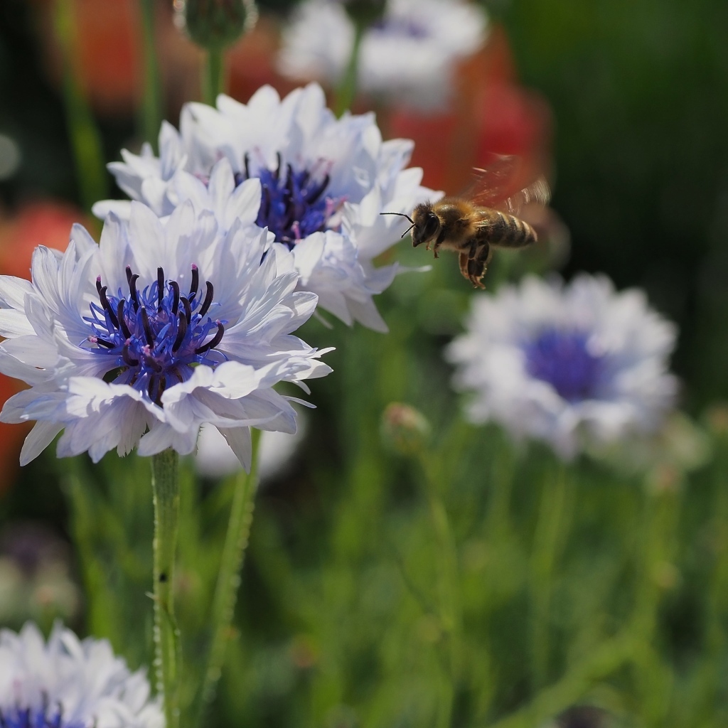 Красивые голубые цветы васильки с пчелой