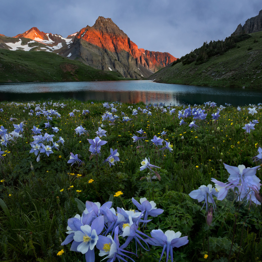 Красивые голубые цветы на фоне гор