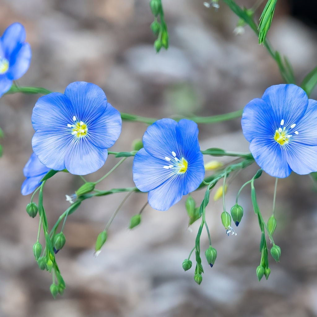 Красивые синие цветы незабудки вблизи