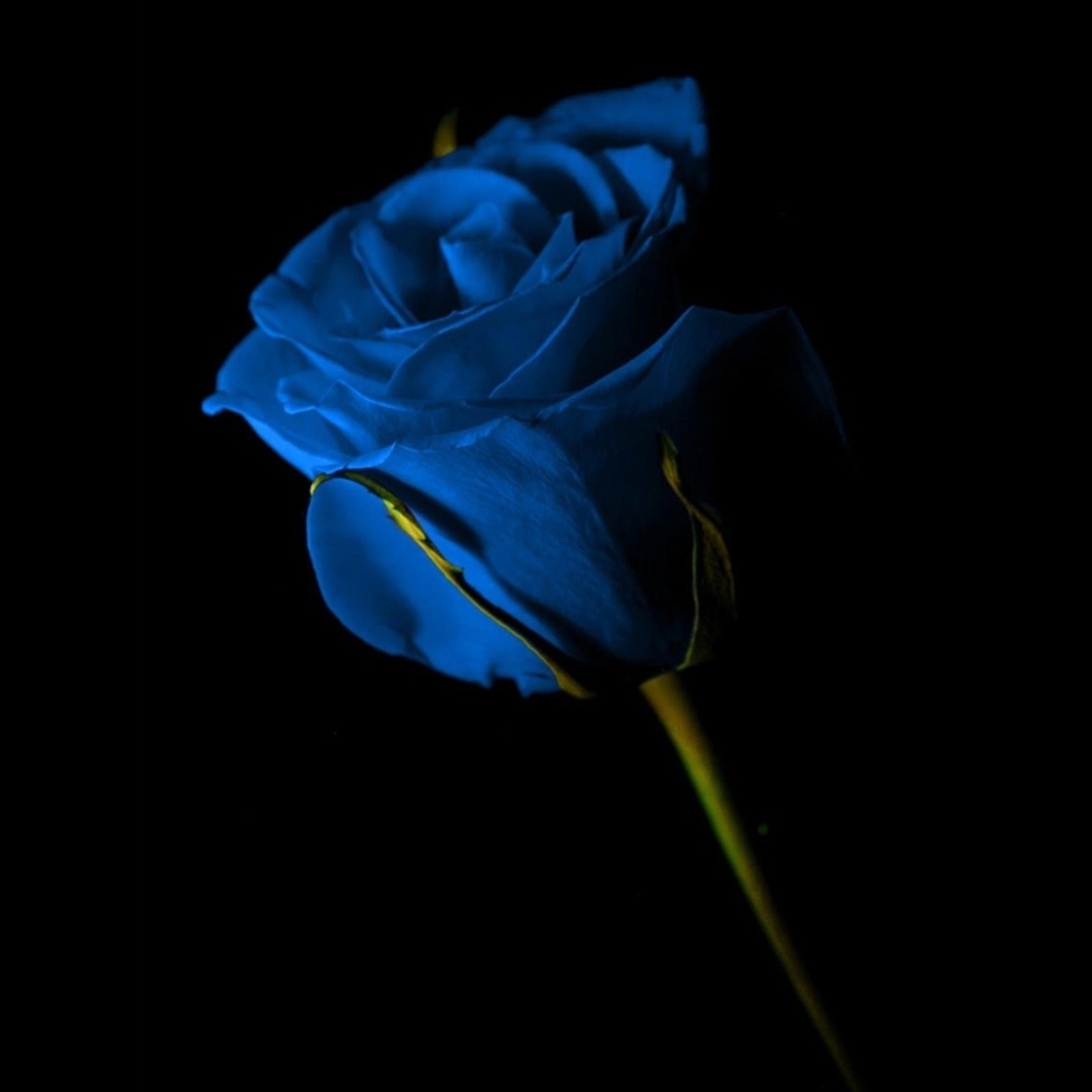 Красивая синяя роза на черном фоне