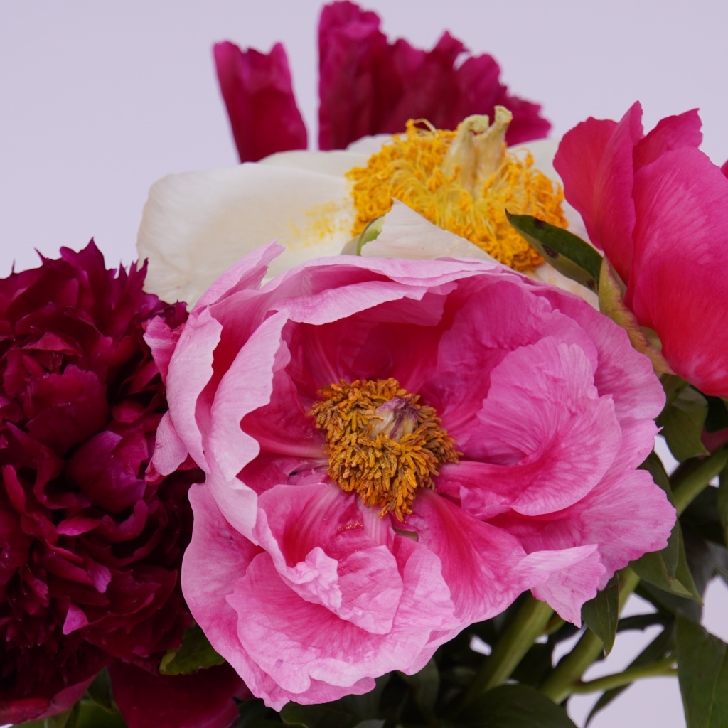 Красивый букет разноцветных пионов на сером фоне