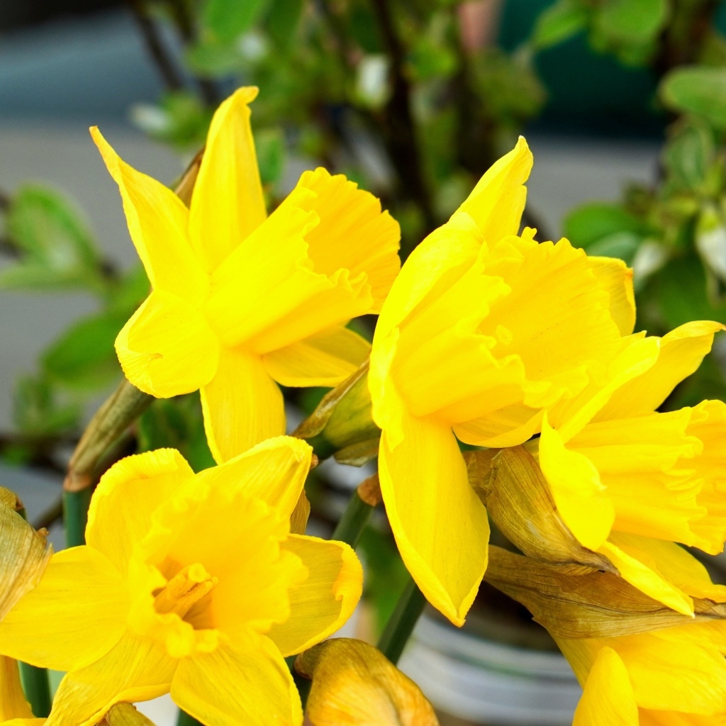 Красивый букет желтых нарциссов