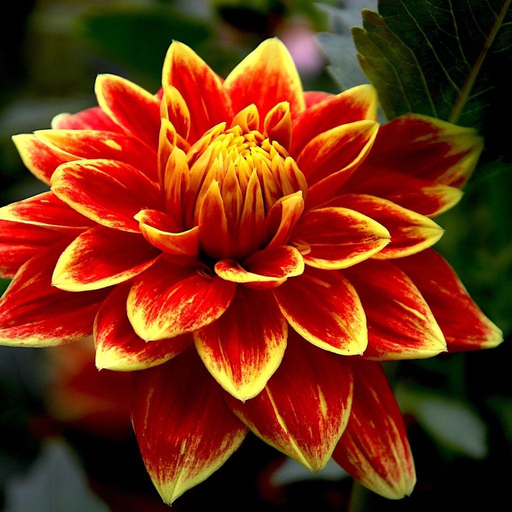 Красивая яркая огненная георгина