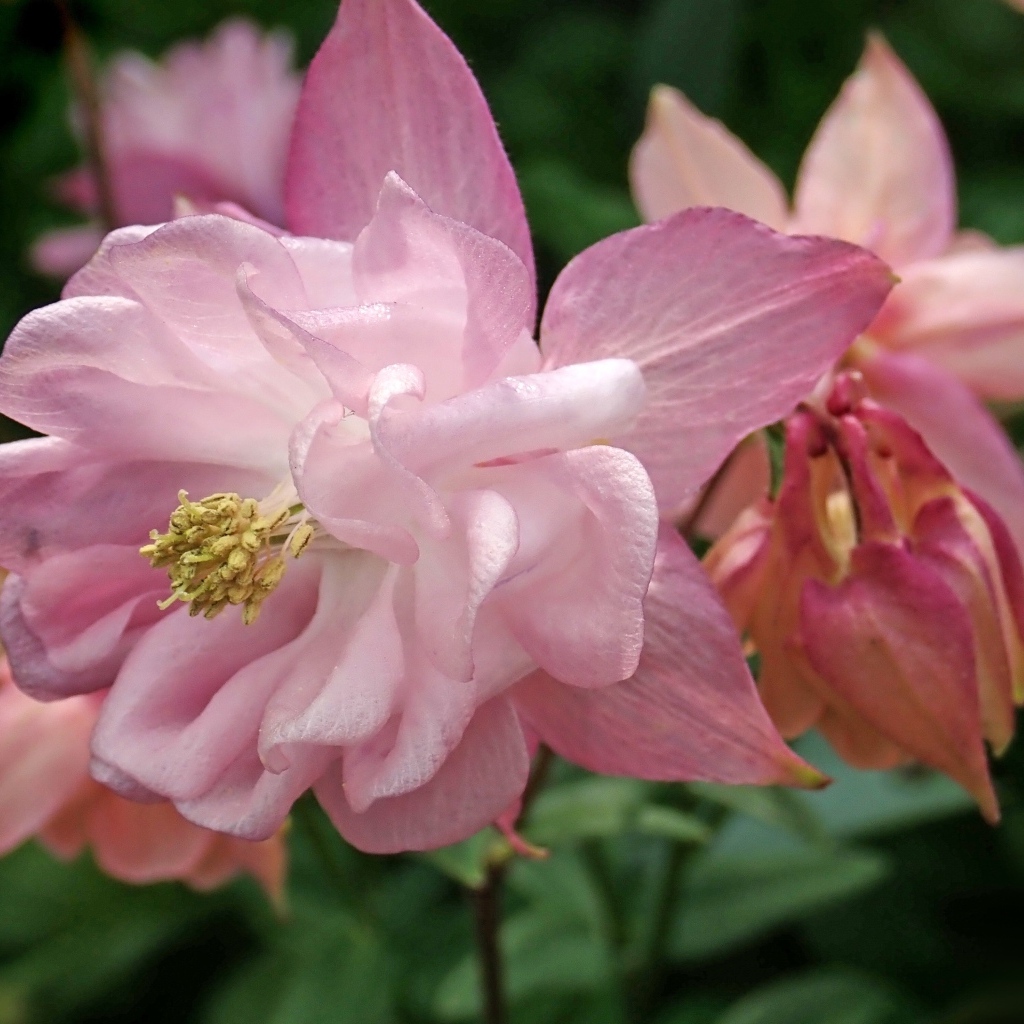 Красивый цветок водосбор крупным планом