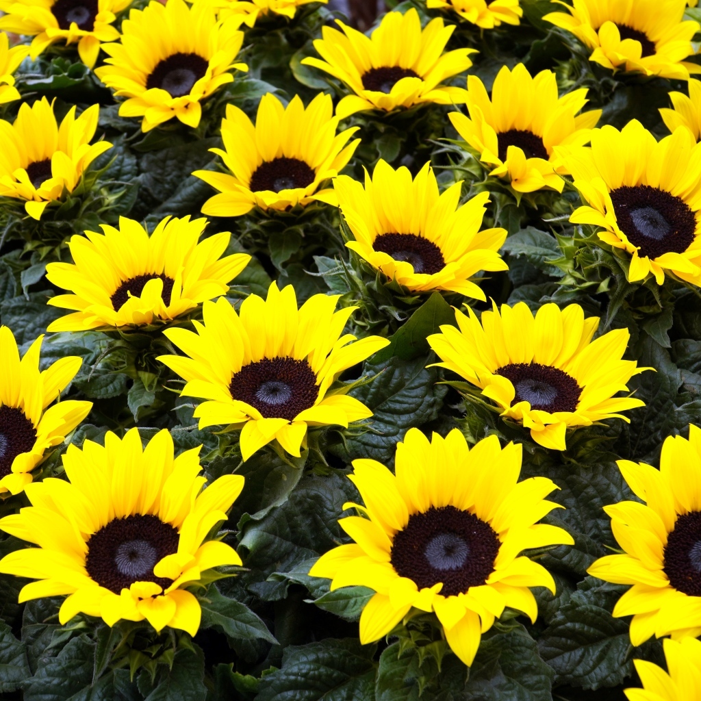 Красивые декоративные цветы подсолнухи