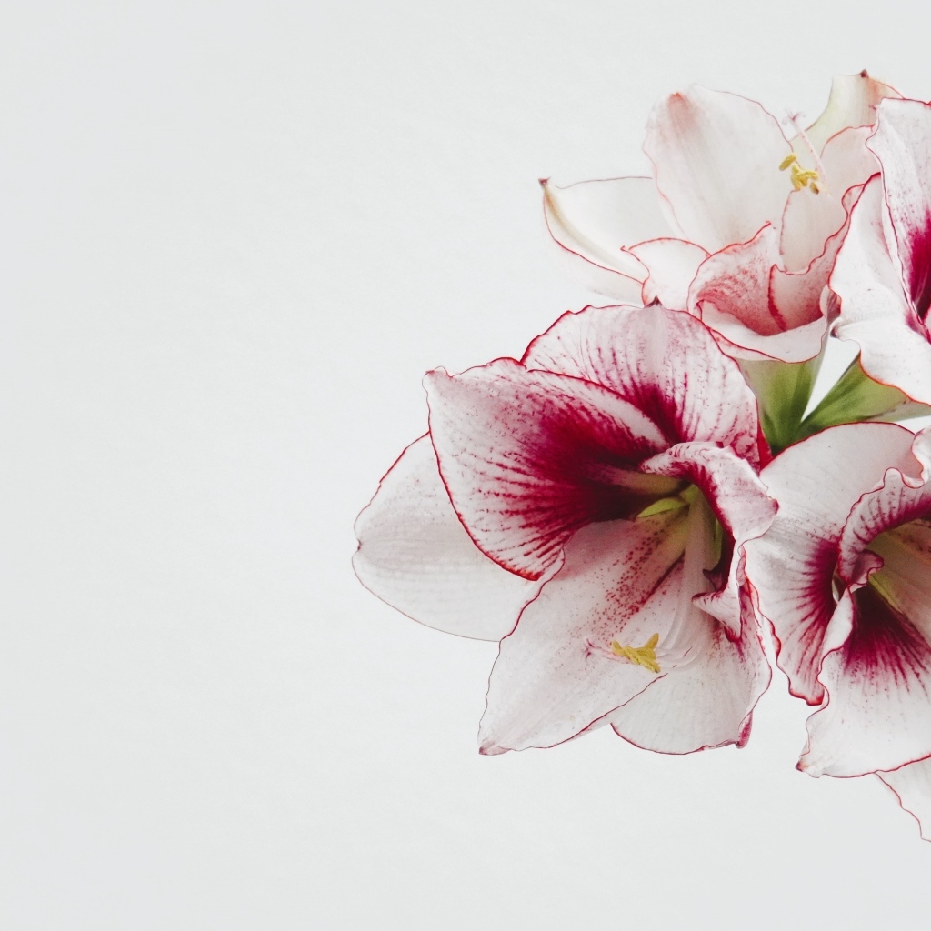 Красивый нежный цветок амариллис на белом фоне