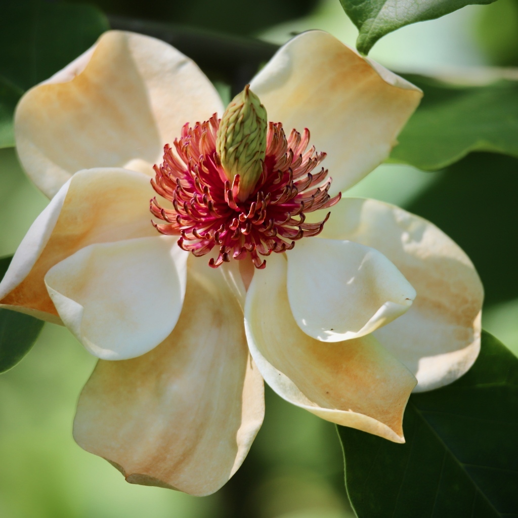 Красивая нежная кремовая магнолия