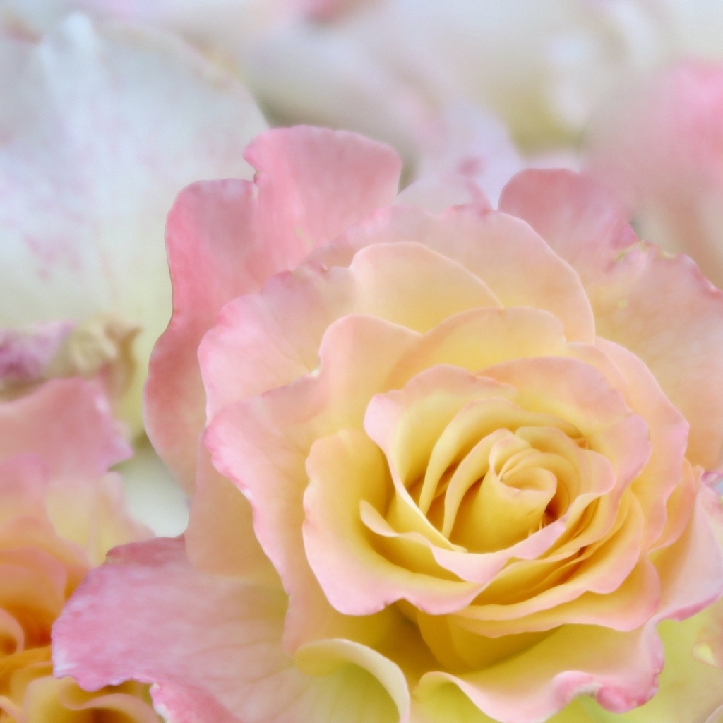 Красивая нежная розовая роза