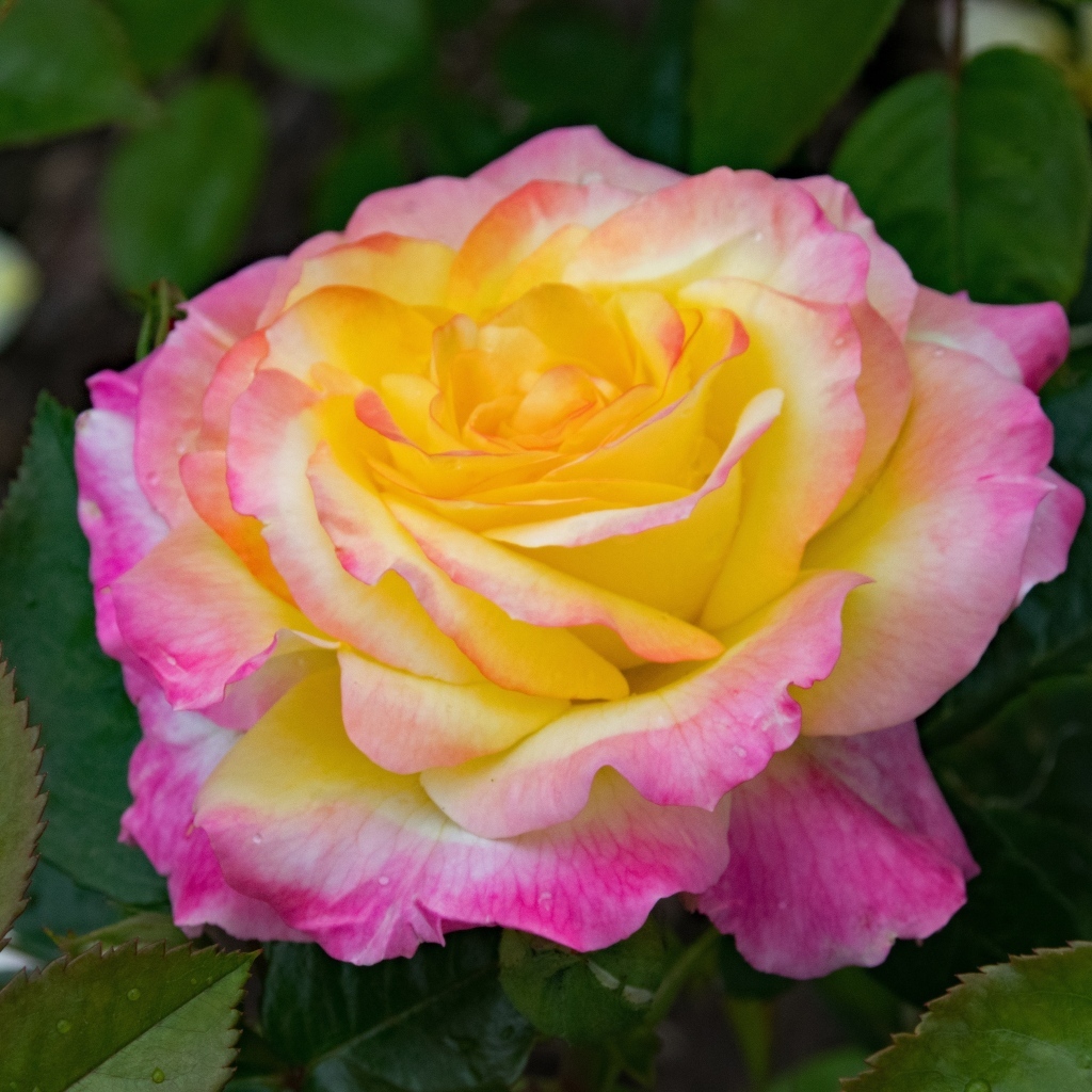 Красивые нежные розовые лепестки розы с желтой серединкой