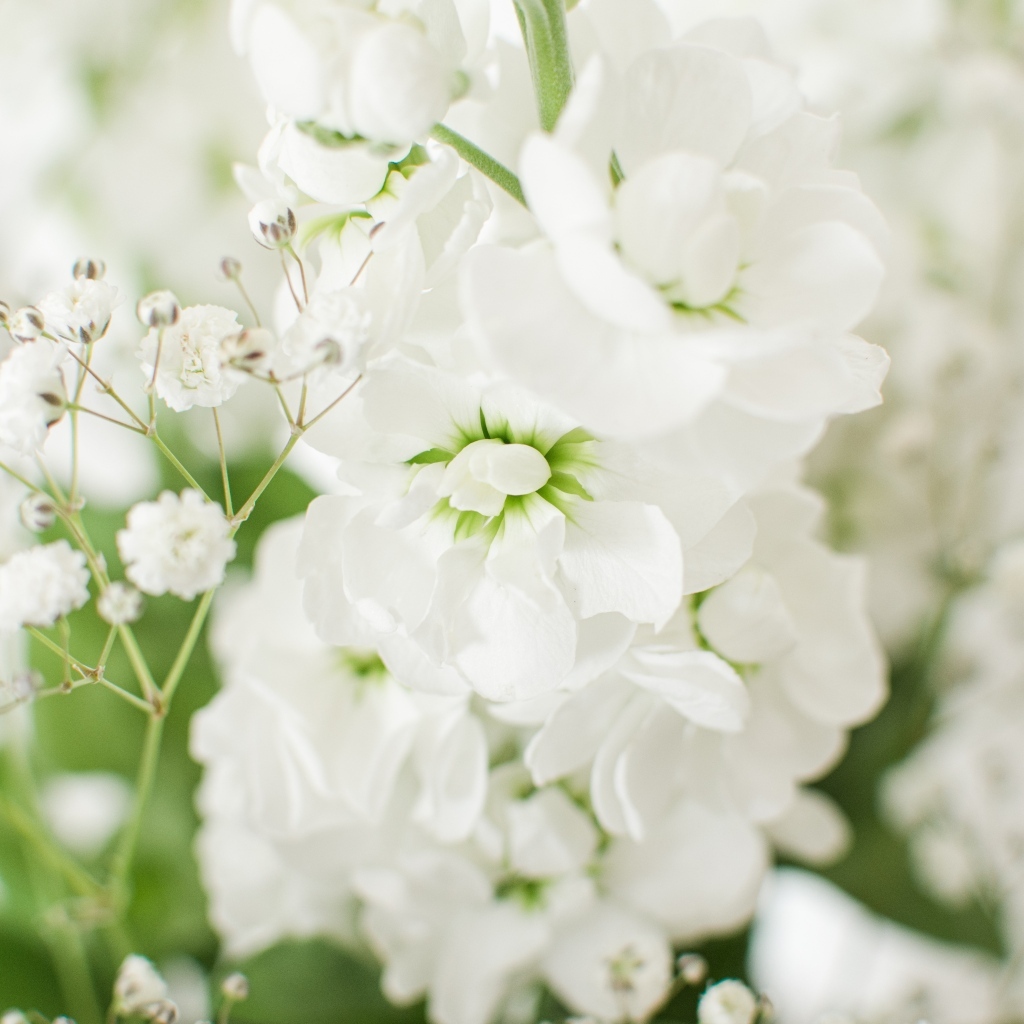 Красивый нежный белый цветок крупным планом