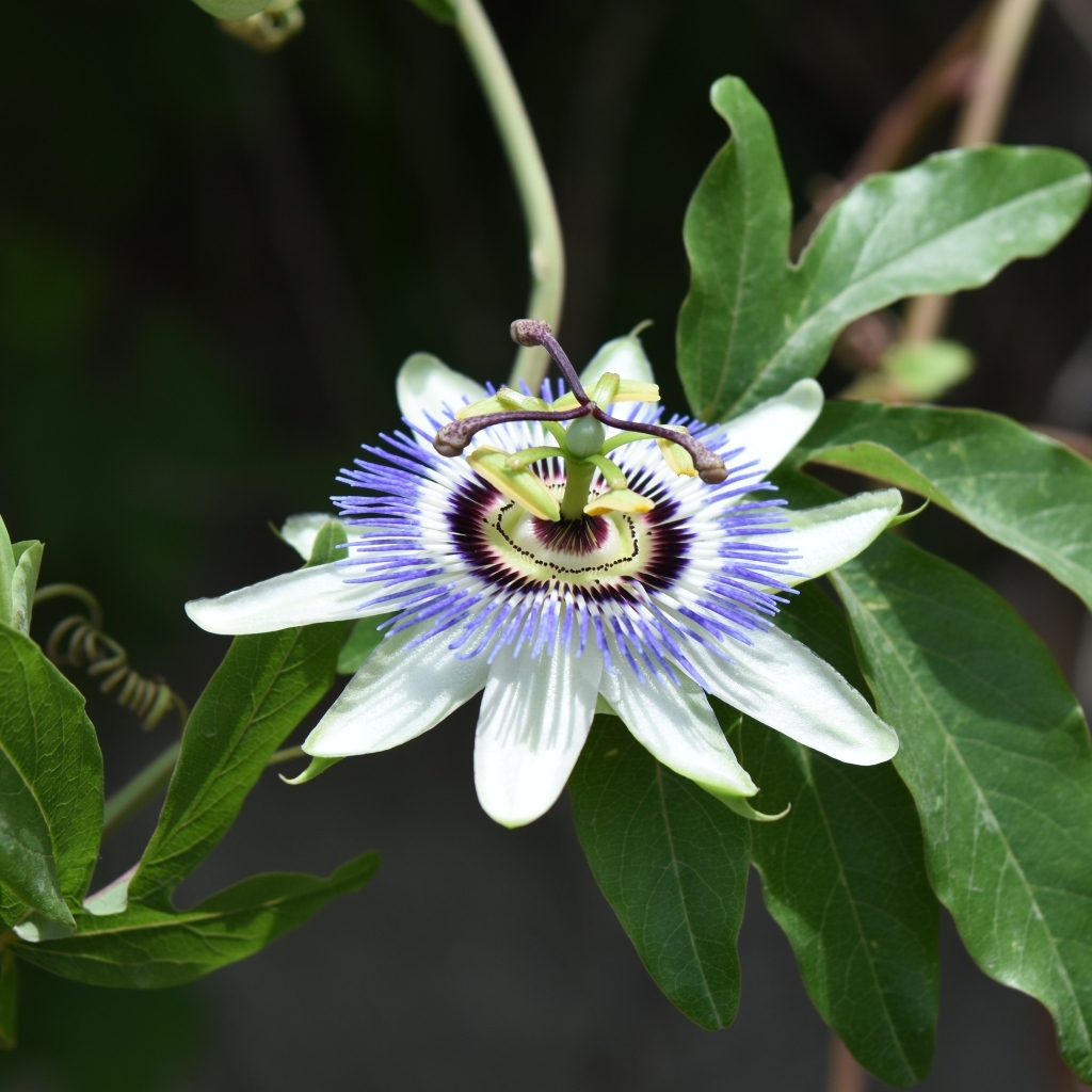 Красивый экзотический цветок на ветке