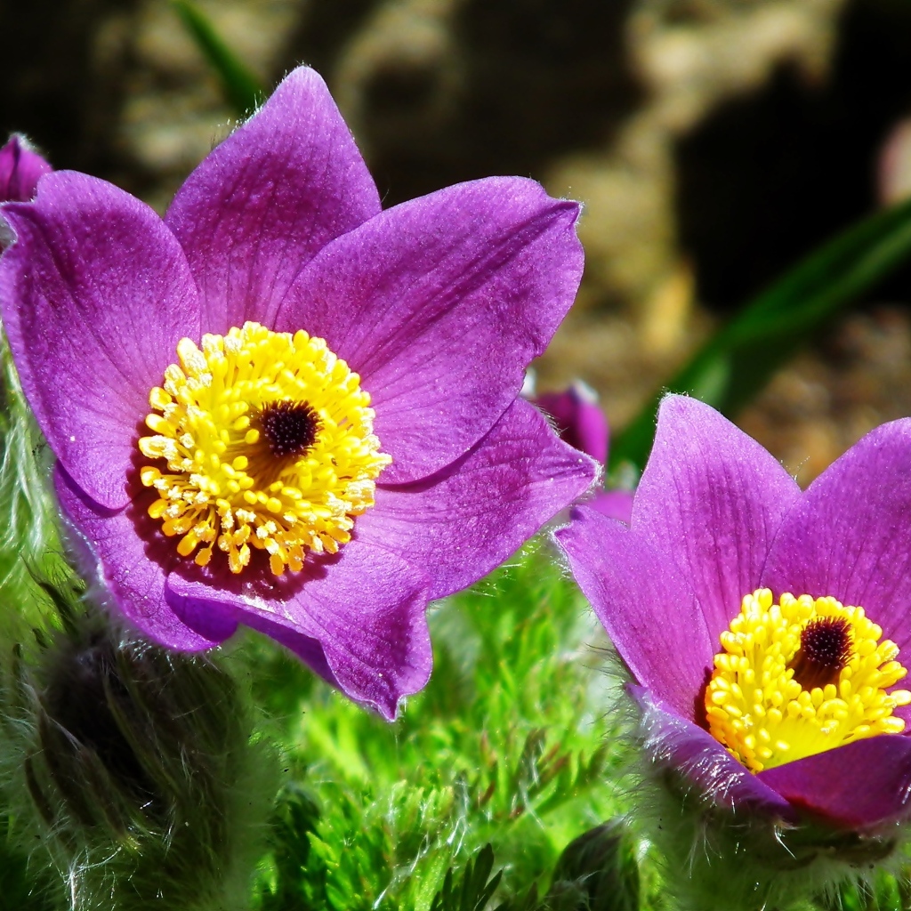 Красивые цветы прострел крупным планом