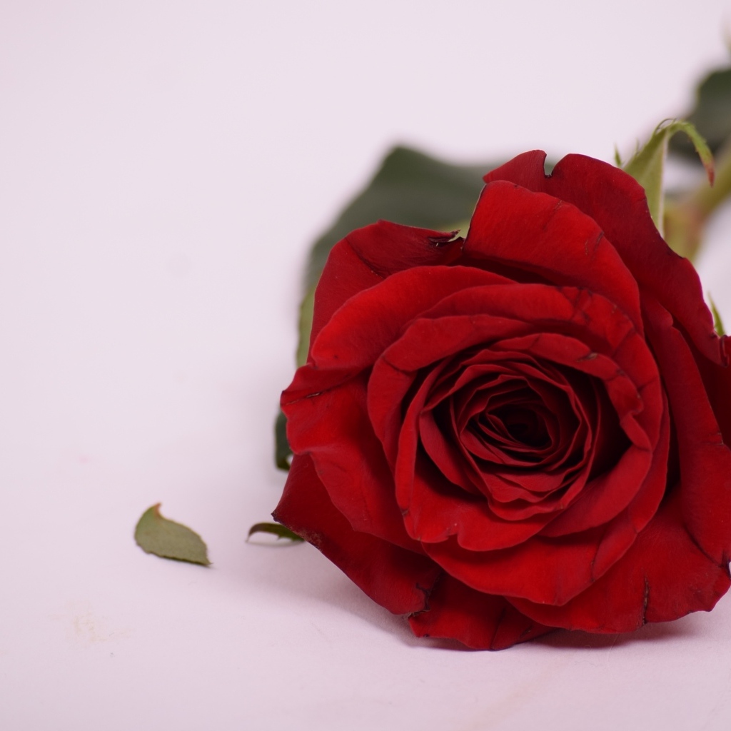 Красивая ароматная красная роза на сером фоне