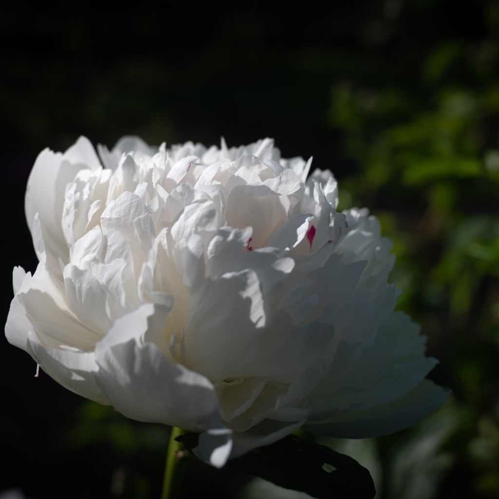 Красивый ароматный белый пион