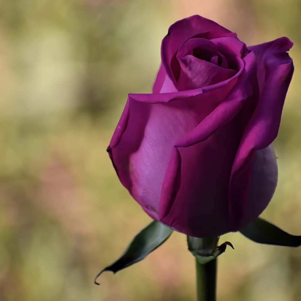 Красивая роза цвета фуксии 