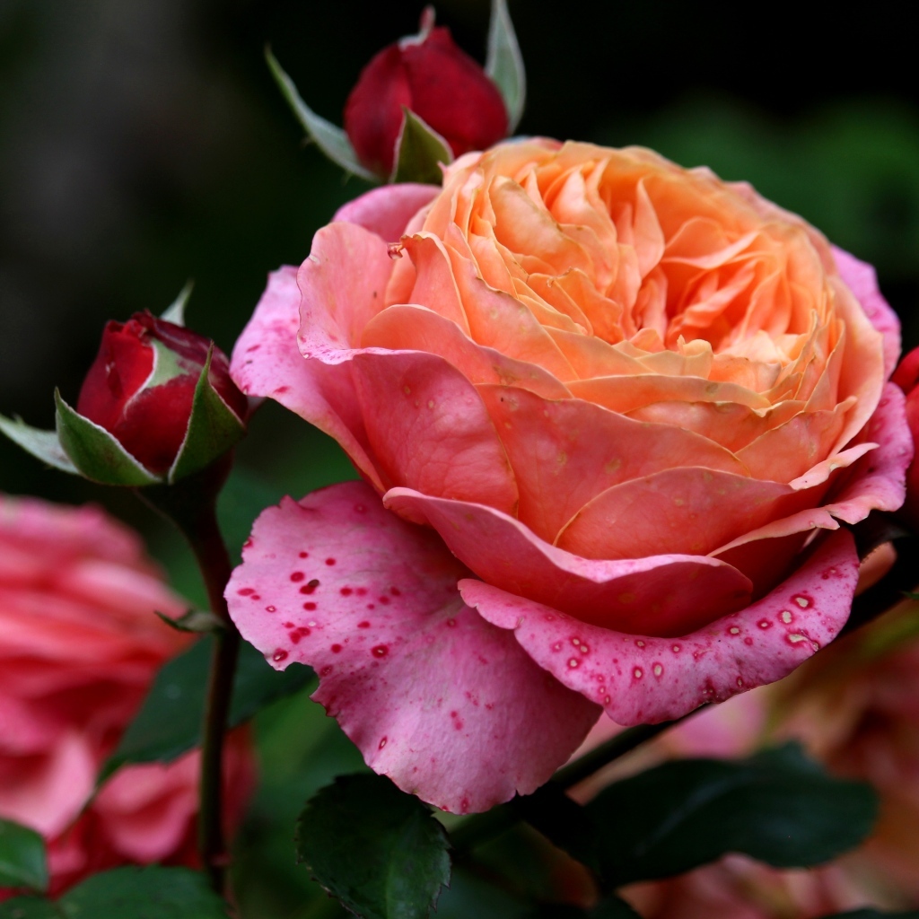 Красивая садовая розовая роза с бутонами