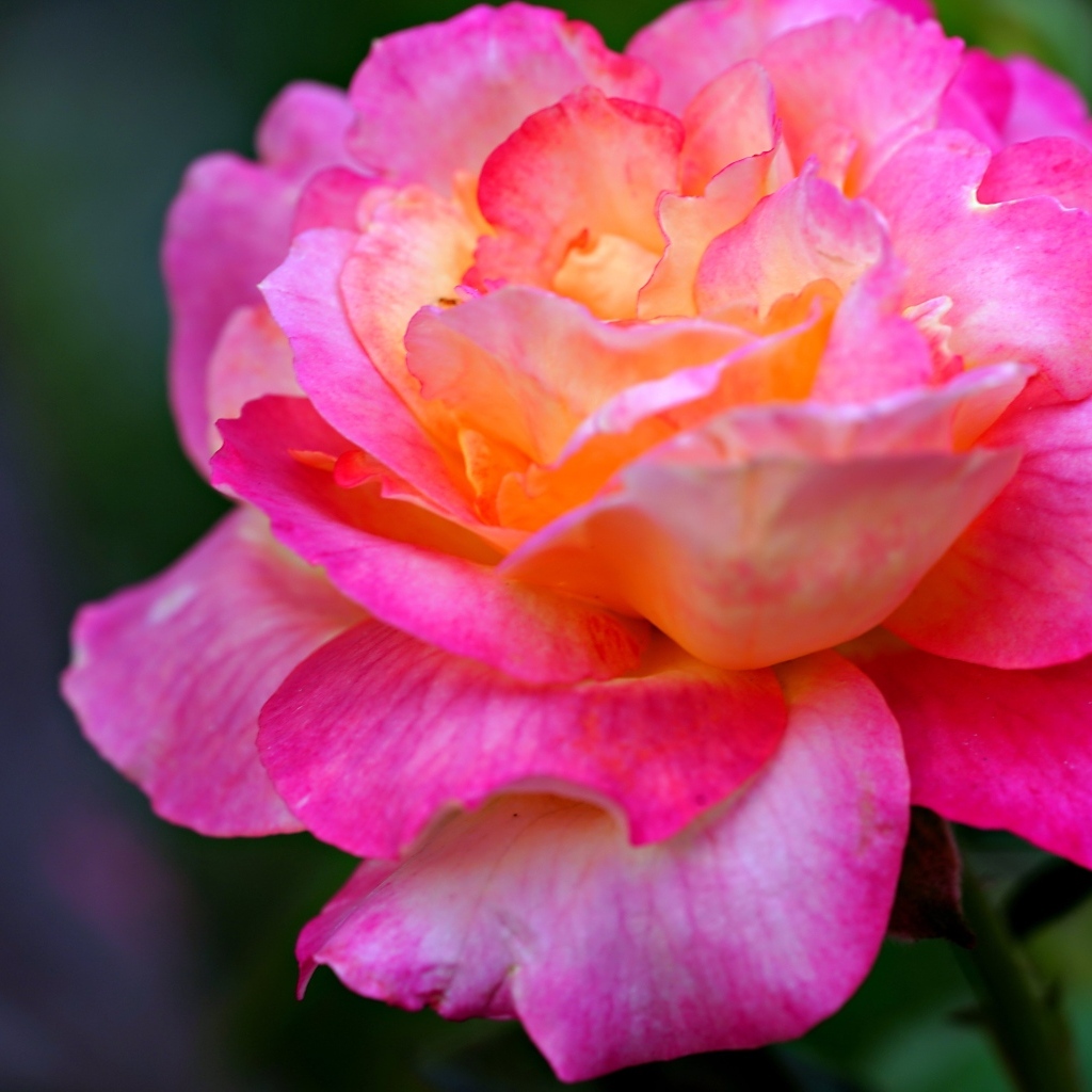 Красивая крупная розовая роза