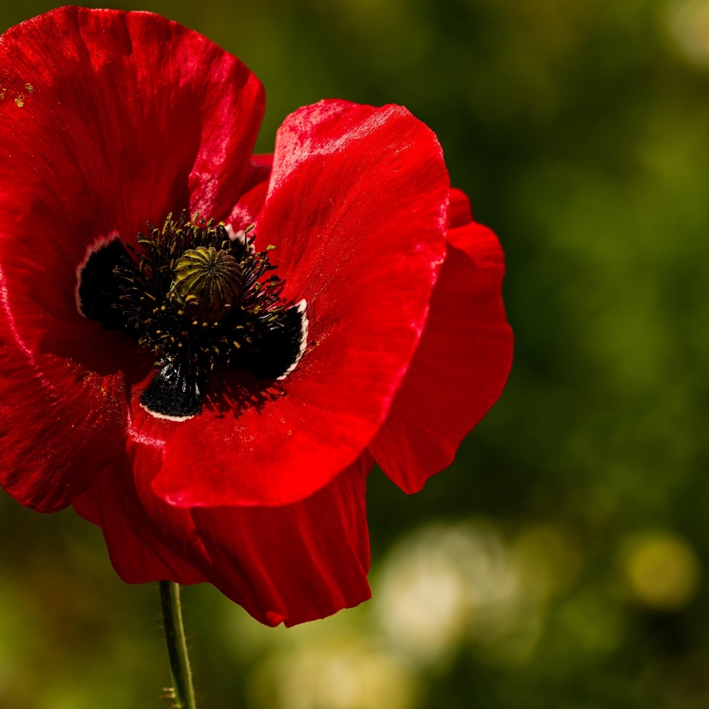 Красивый крупный цветок красного мака