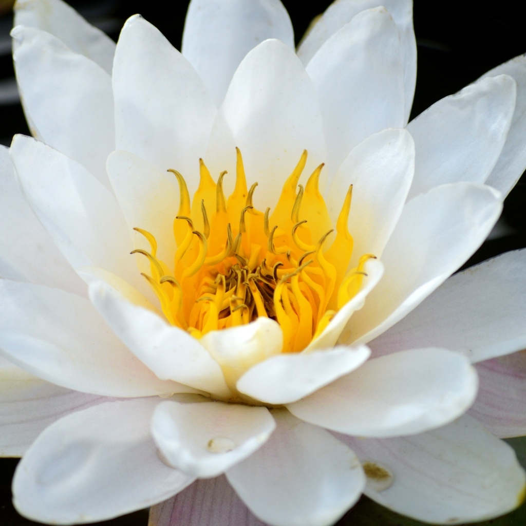 Красивый большой цветок водной лилии с желтой серединой