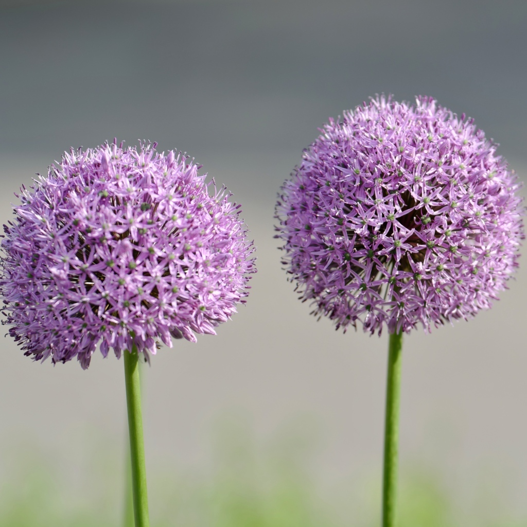 Красивые сиреневые шарики цветка Аллиум