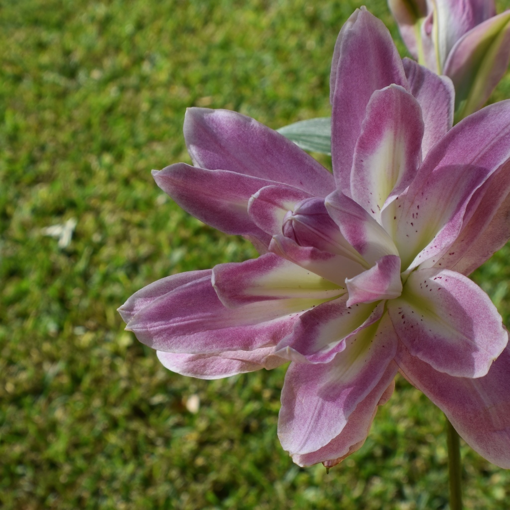 Красивая сиреневая лилия на клумбе