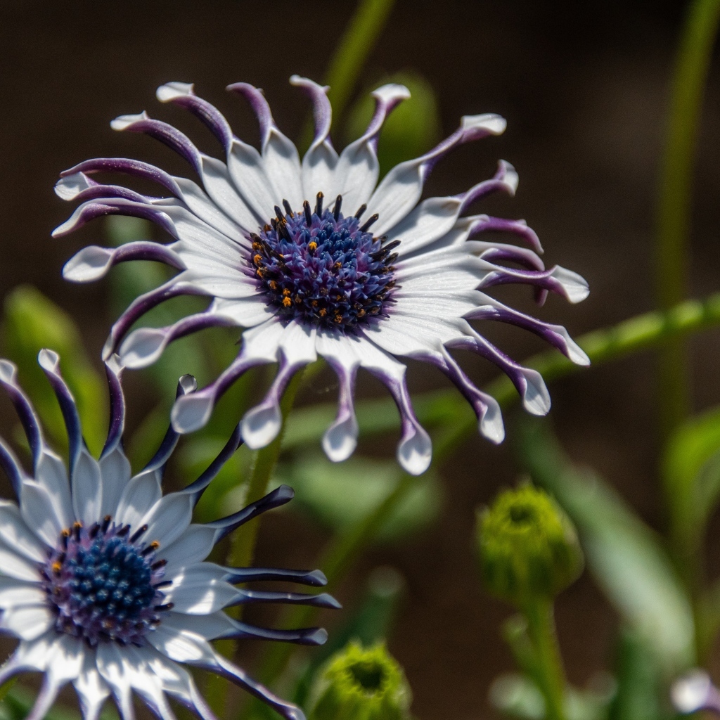 Красивые сиреневые цветы остеоспермум