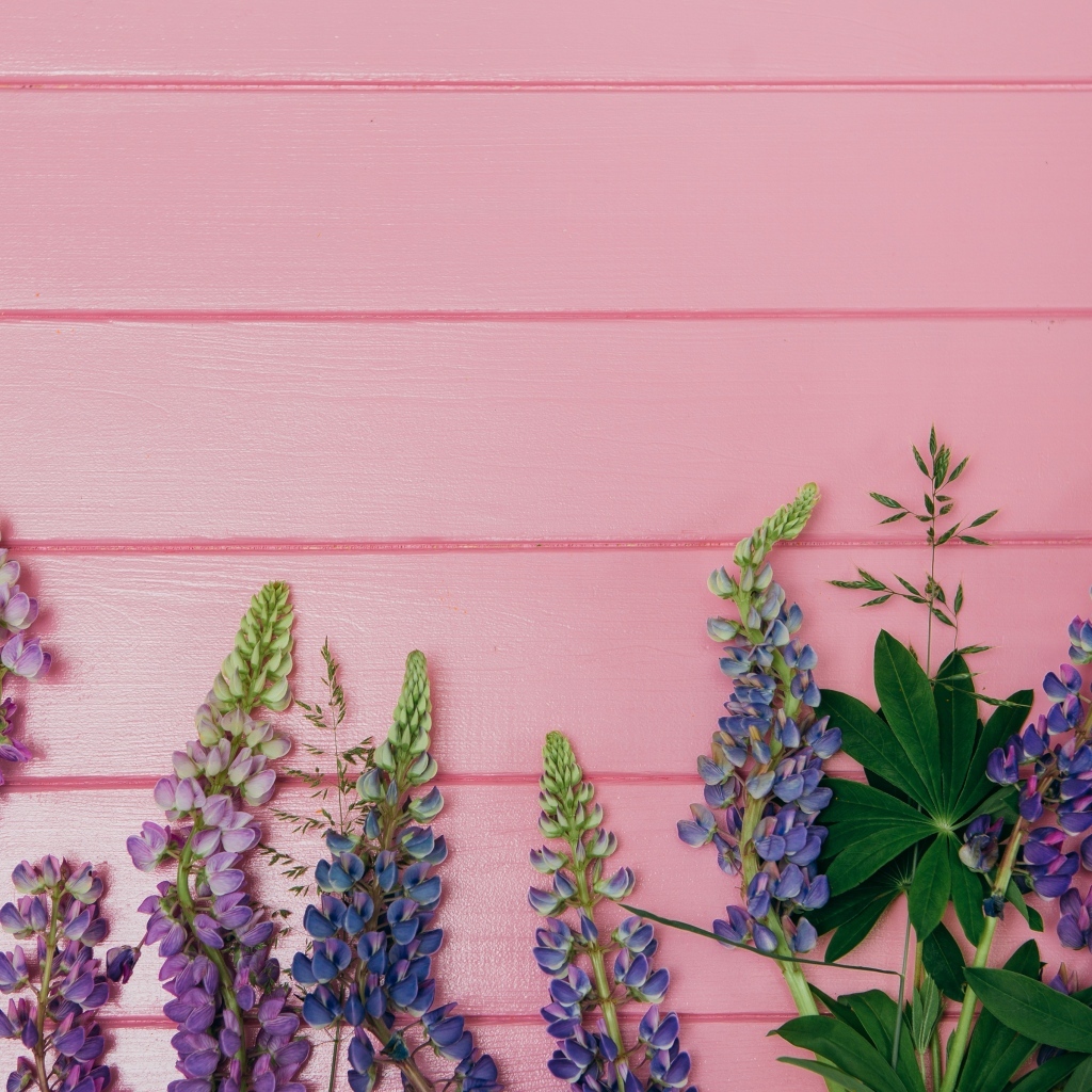 Красивые цветы люпина на розовом фоне