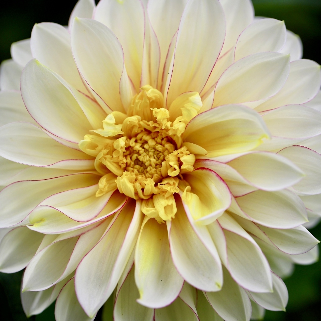 Красивый пышный цветок георгина крупным планом