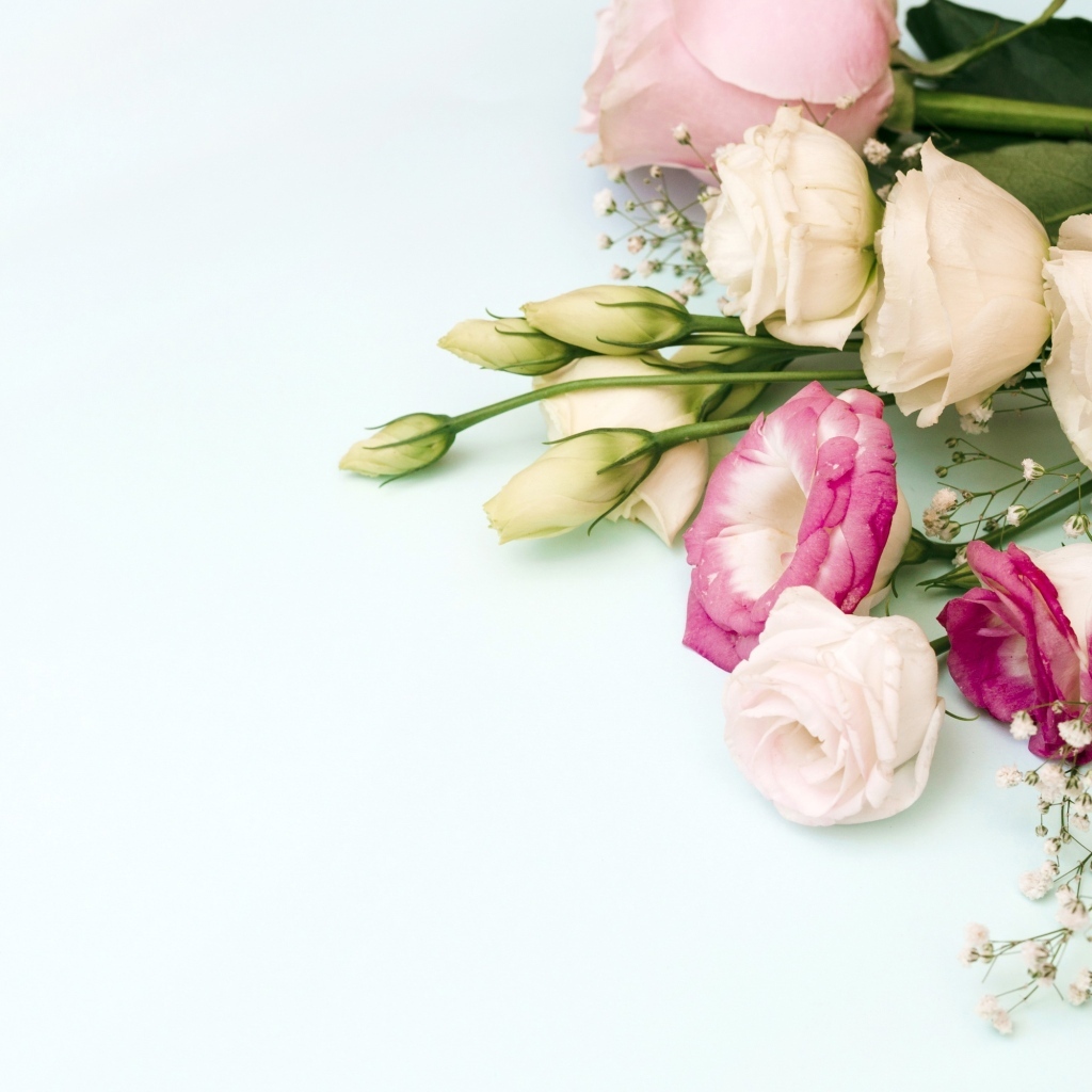 Красивые разноцветные цветы эустомы на белом фоне