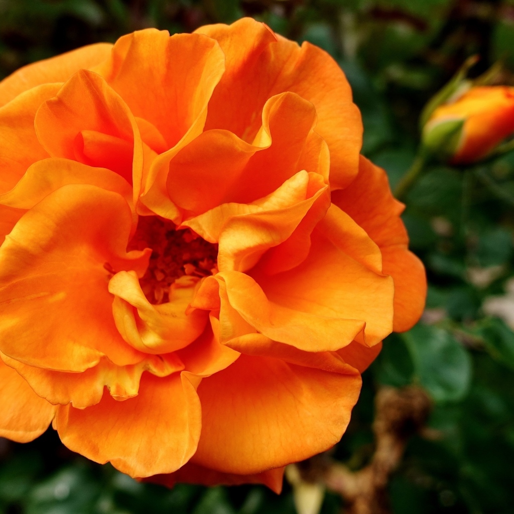 Красивая роза апельсинового цвета