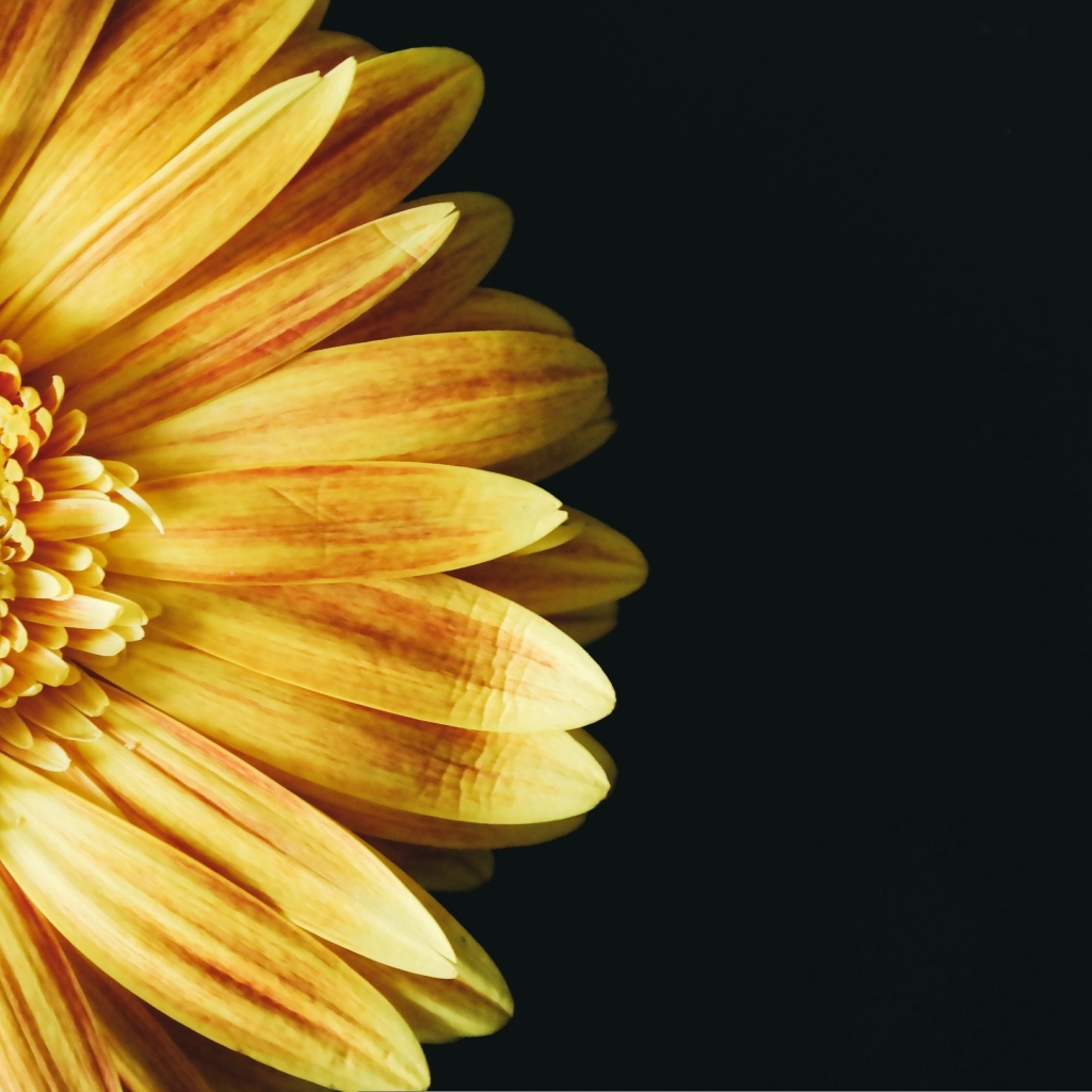 Красивый оранжевый цветок герберы на черном фоне