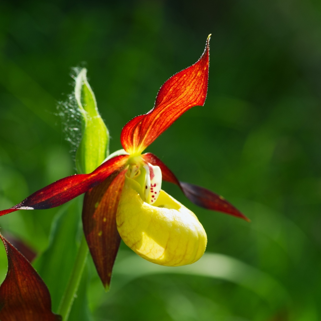 Красивый цветок оранжевой орхидеи на зеленом фоне