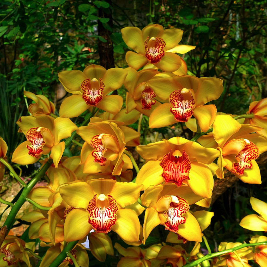 Красивые оранжевые цветы орхидеи в лесу