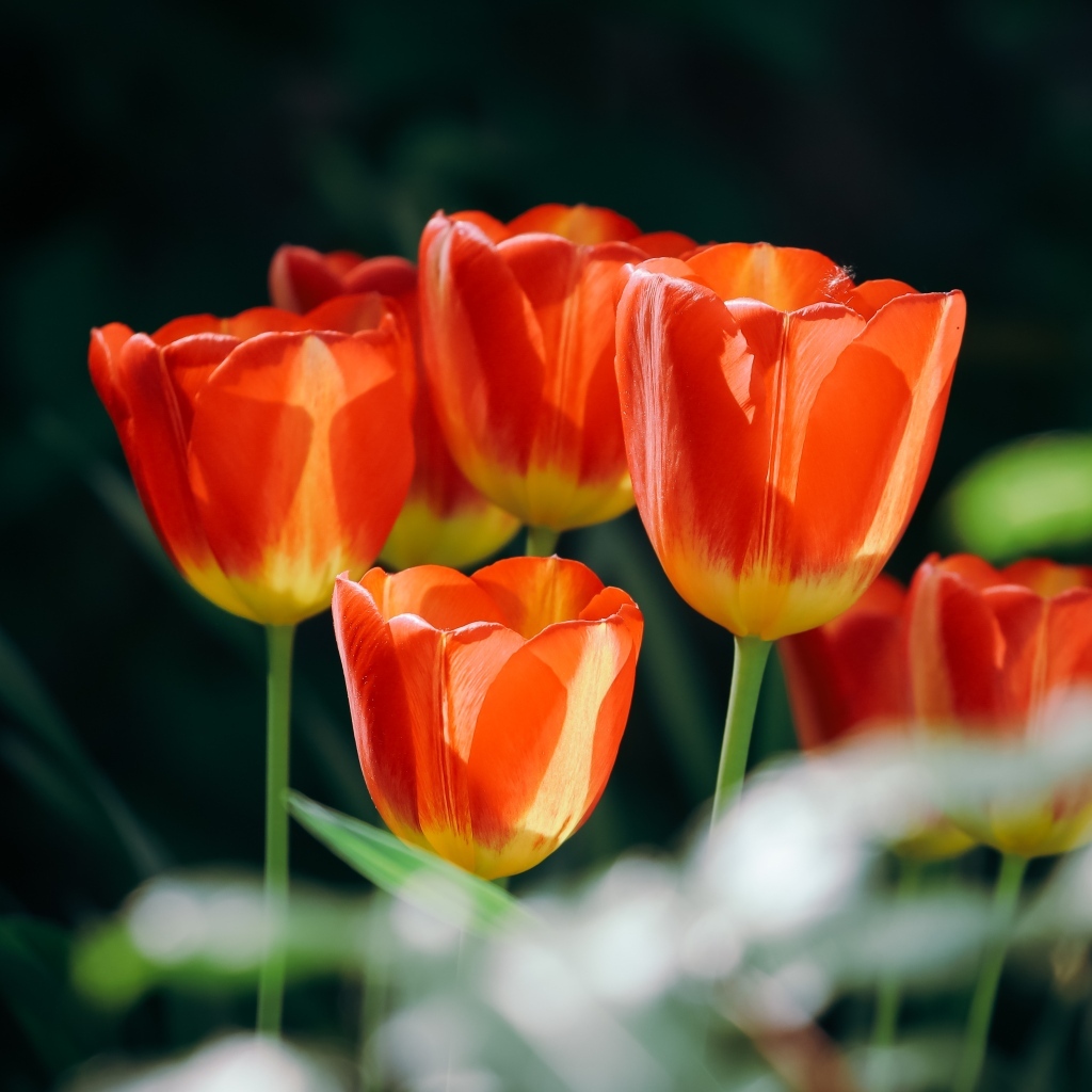 Красивые оранжевые весенние тюльпаны на клумбе
