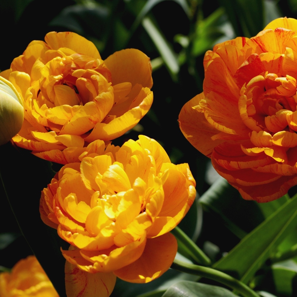 Красивые оранжевые тюльпаны на клумбе