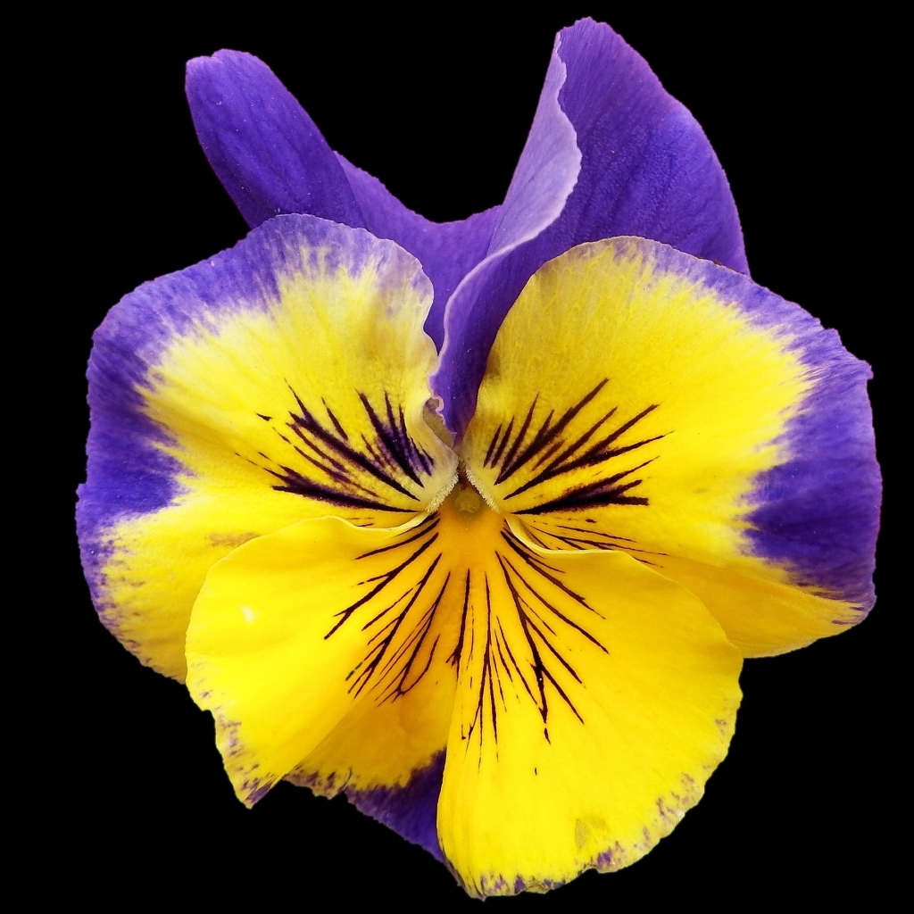 Красивый цветок анютины глазки на черном фоне