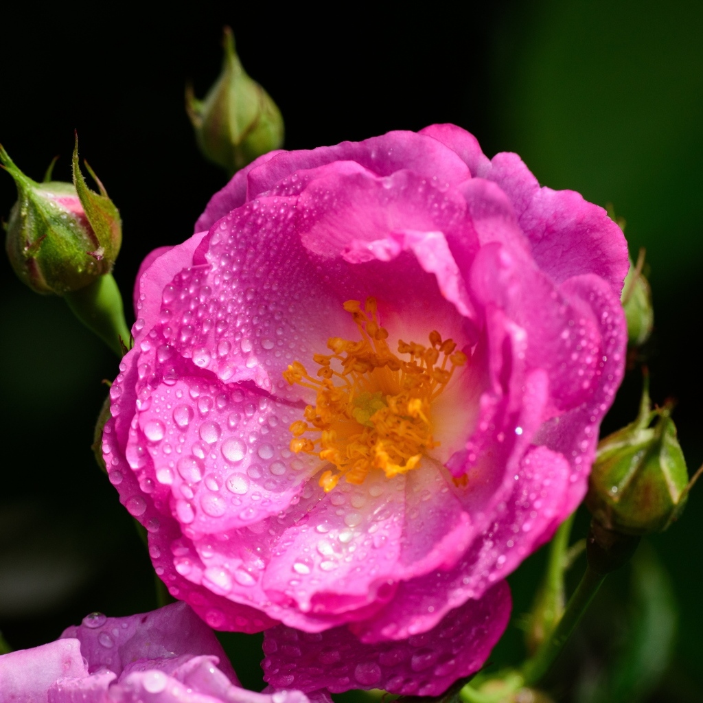 Красивая парковая роза с бутонами в каплях воды