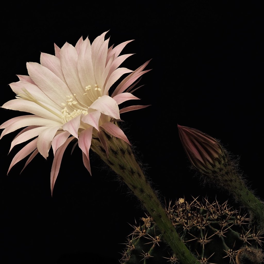 Красивый розовый цветок кактуса на черном фоне